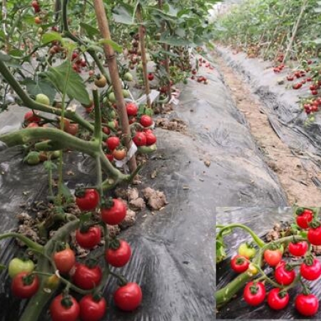 小番茄浙櫻粉1號(hào)