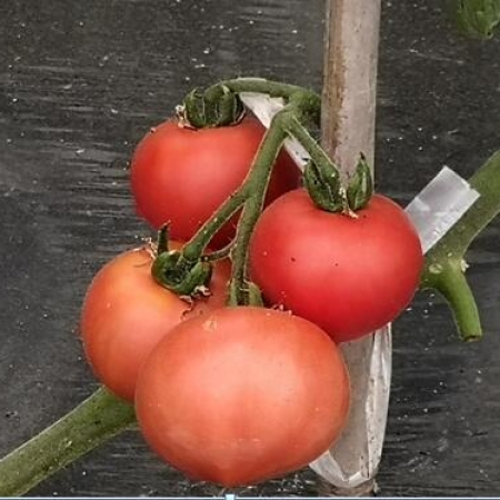 風(fēng)味濃郁的水果番茄