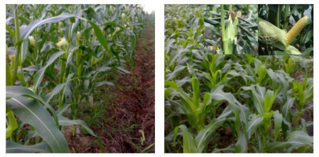 果蔬種植(圖5) 1-2204231K3361E.jpg