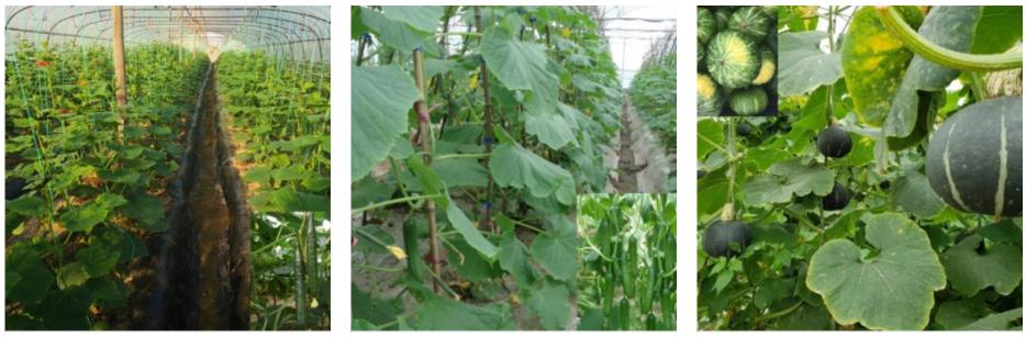 果蔬種植(圖7) 1-2204231K542J1.jpg